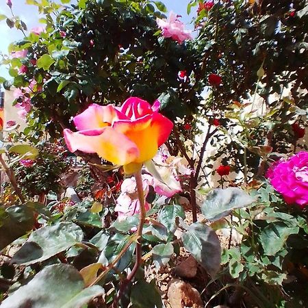 Las/Rosas Orgaz Eksteriør bilde